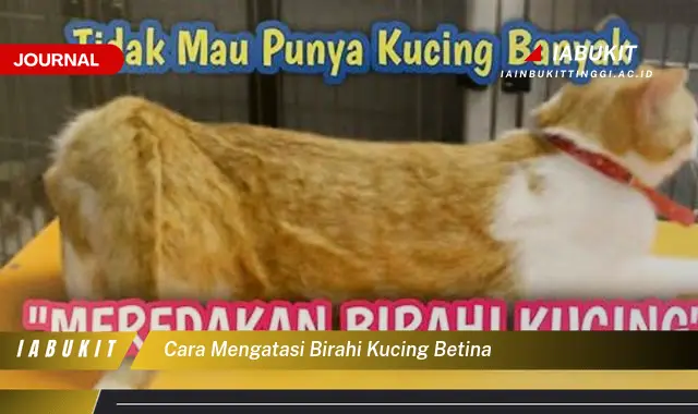 Ketahui Cara Mengatasi Birahi Kucing Betina yang Mudah Dipahami