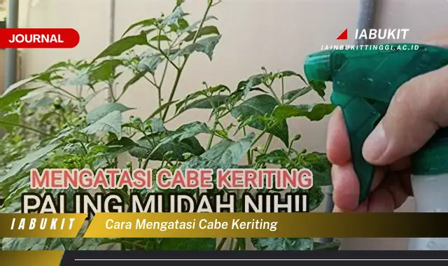 Ketahui Cara Mengatasi Cabe Keriting yang Jarang Diketahui