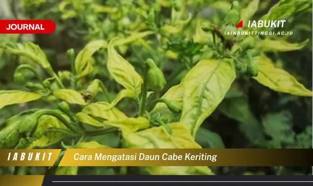 Ketahui Cara Mengatasi Daun Cabe Keriting yang Mudah