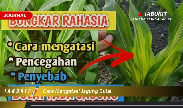 Ketahui Cara Mengatasi Jagung Bulai yang Mudah Dipahami