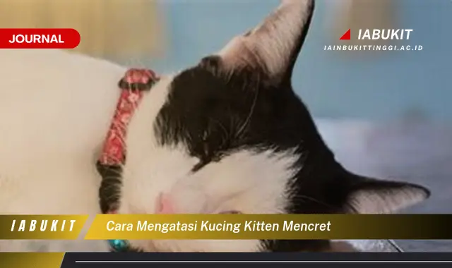 Ketahui Cara Mengatasi Mencret pada Kitten yang Mudah Dipahami