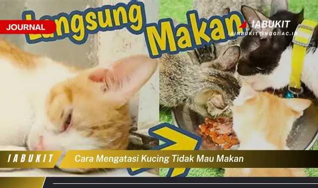 Ketahui Cara Mengatasi Kucing Tidak Mau Makan yang Mudah Dipahami