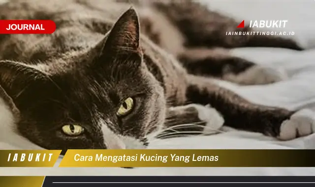 Ketahui Cara Mengatasi Kucing Lemas yang Jarang Diketahui