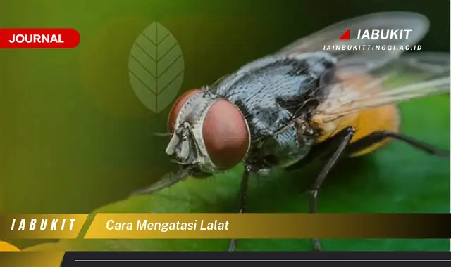 Ketahui Cara Mengatasi Lalat yang Jarang Diketahui