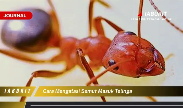 Ketahui Cara Atasi Semut di Telinga yang Mudah Dipahami