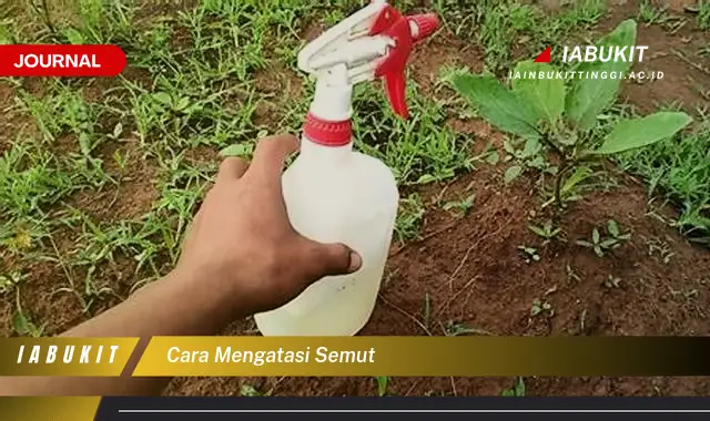 Ketahui Cara Mengatasi Semut yang Jarang Diketahui