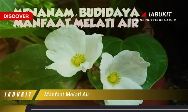 manfaat melati air