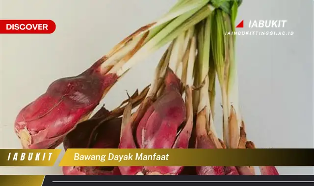 bawang dayak manfaat