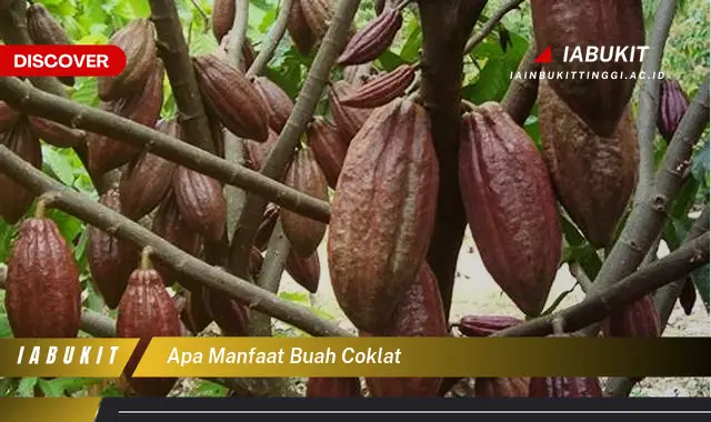 apa manfaat buah coklat