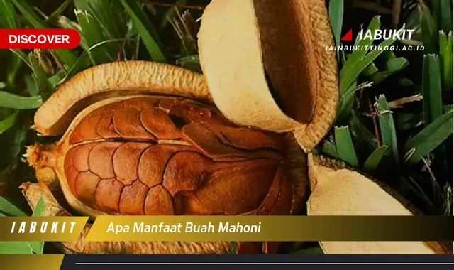 apa manfaat buah mahoni