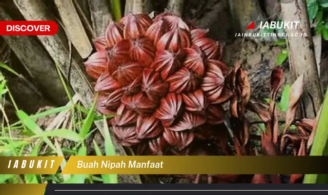 buah nipah manfaat