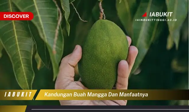 kandungan buah mangga dan manfaatnya