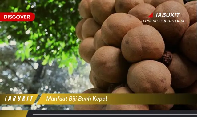 manfaat biji buah kepel