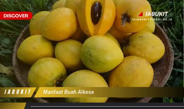 manfaat buah alkesa