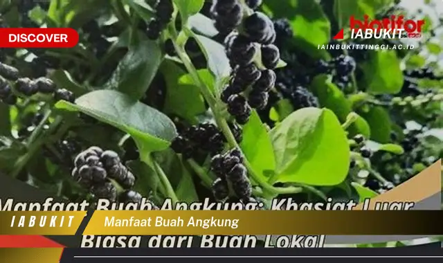 manfaat buah angkung