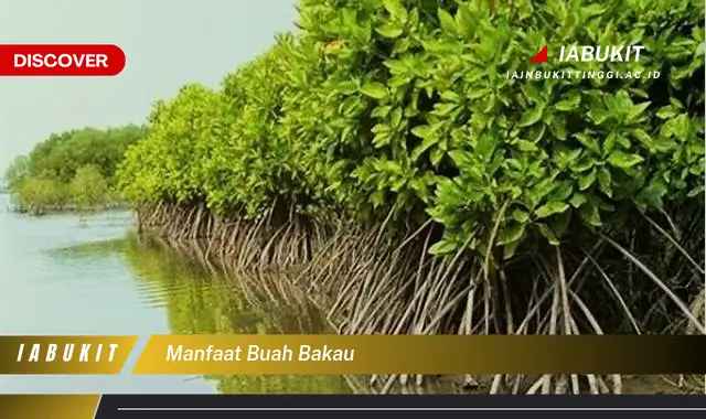 manfaat buah bakau manfaat buah bakau