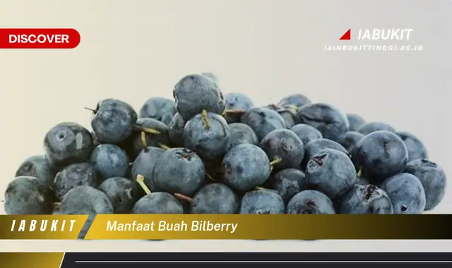 manfaat buah bilberry