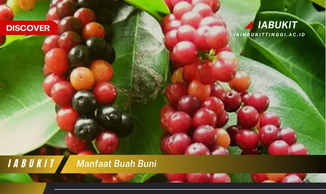 manfaat buah buni