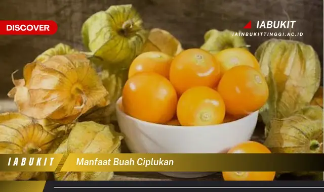 manfaat buah ciplukan