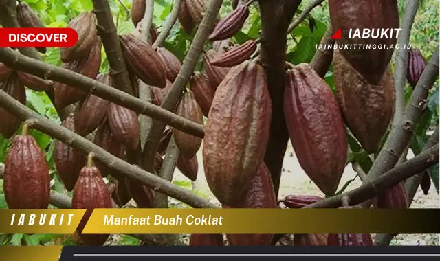 manfaat buah coklat