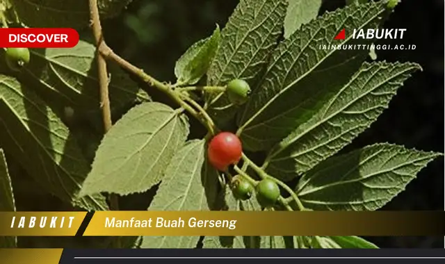 manfaat buah gerseng