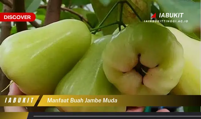 manfaat buah jambe muda