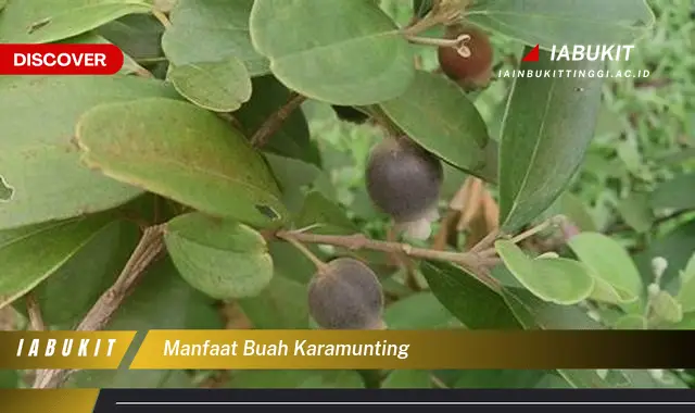 manfaat buah karamunting