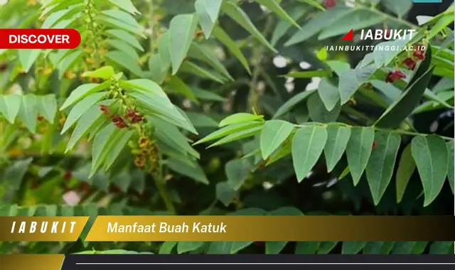 manfaat buah katuk