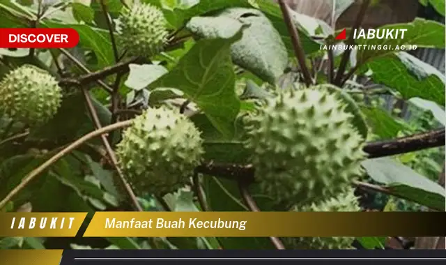 manfaat buah kecubung