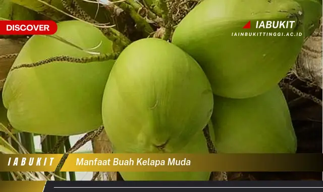 manfaat buah kelapa muda