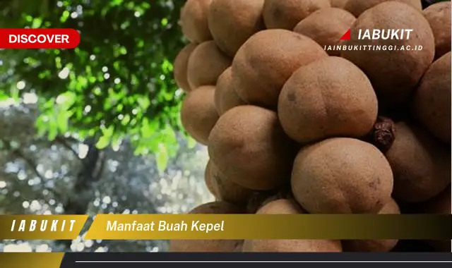 manfaat buah kepel