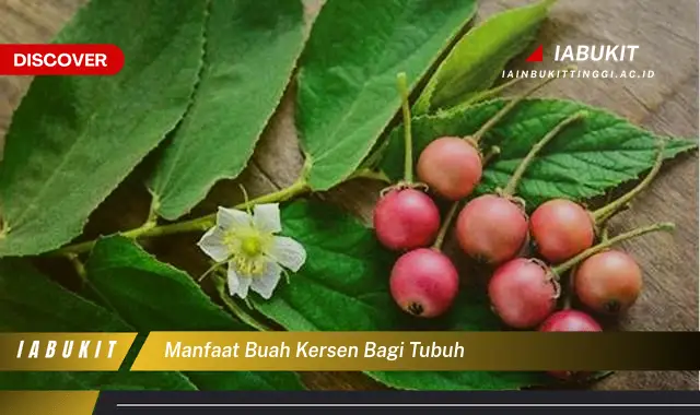 manfaat buah kersen bagi tubuh