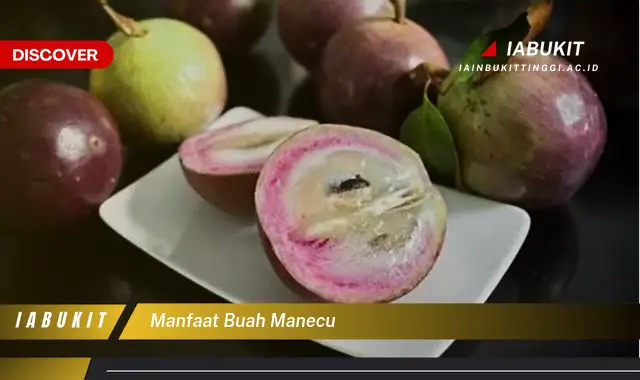 manfaat buah manecu