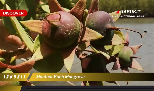 manfaat buah mangrove