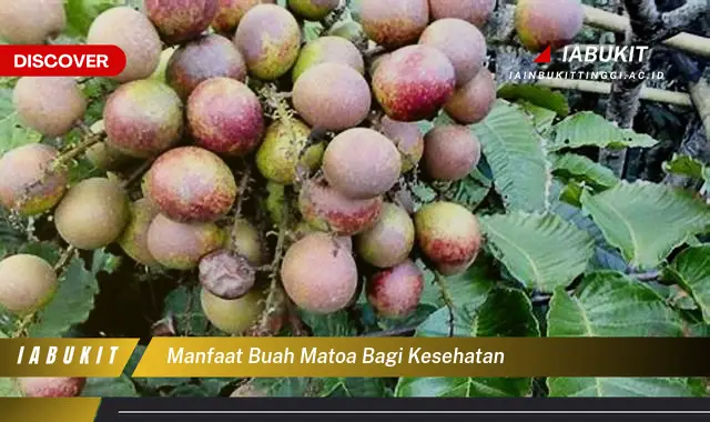 manfaat buah matoa bagi kesehatan