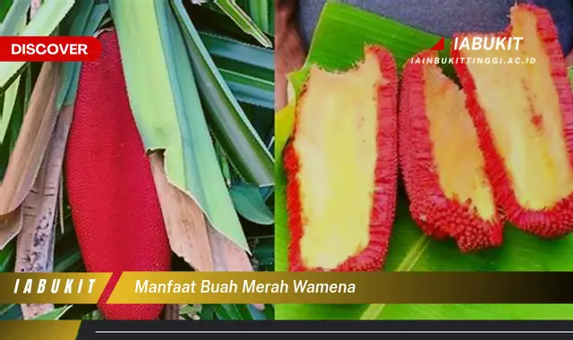 manfaat buah merah wamena