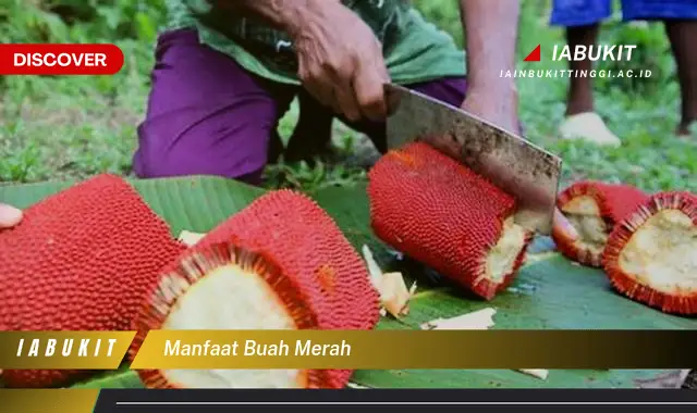 manfaat buah merah