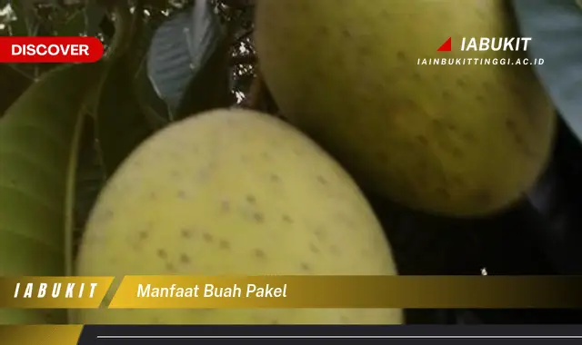 manfaat buah pakel