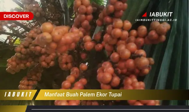 manfaat buah palem ekor tupai