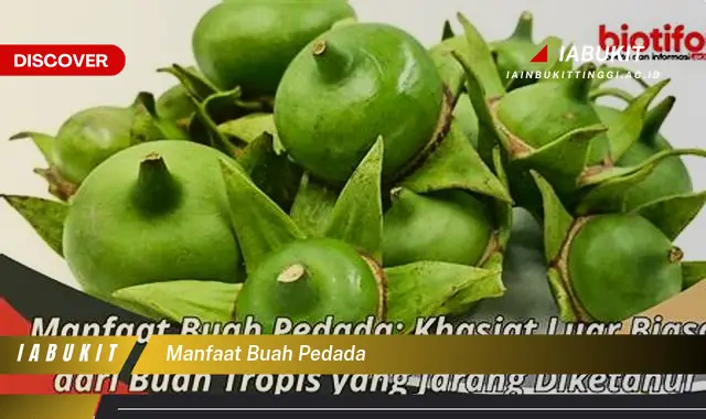 manfaat buah pedada