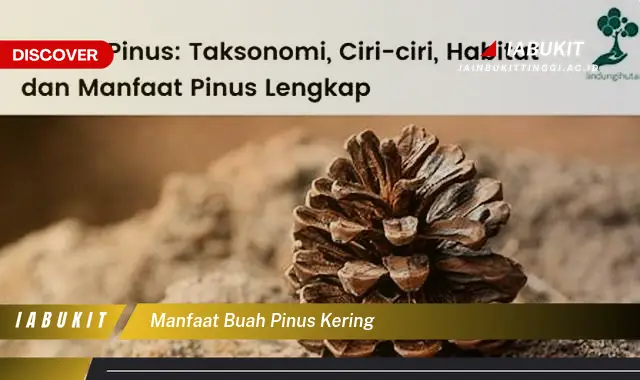 manfaat buah pinus kering