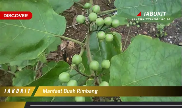 manfaat buah rimbang