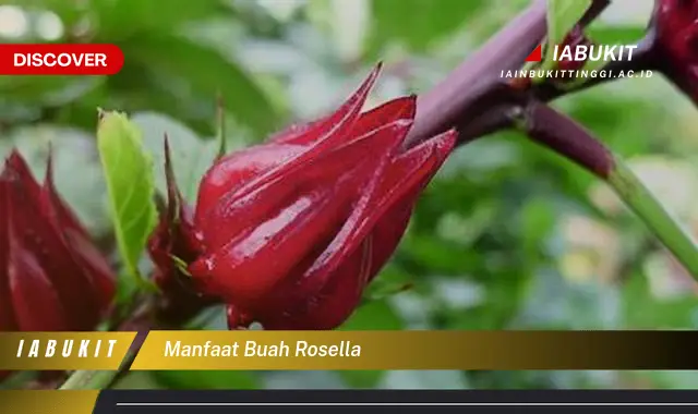 manfaat buah rosella