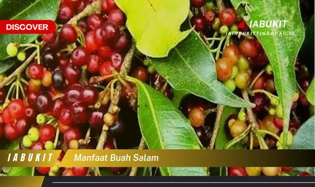 manfaat buah salam