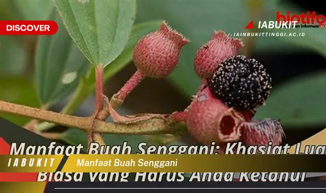 manfaat buah senggani