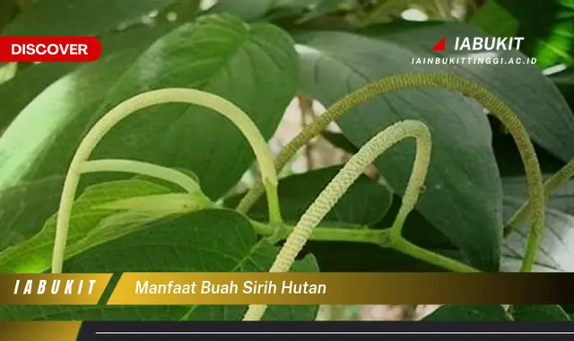 manfaat buah sirih hutan