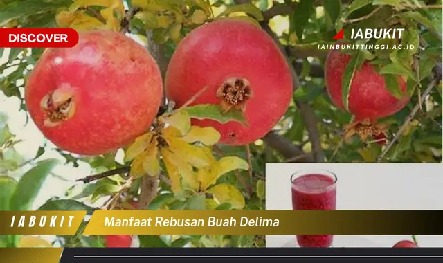 manfaat rebusan buah delima manfaat rebusan buah delima