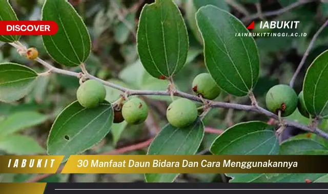 30 manfaat daun bidara dan cara menggunakannya