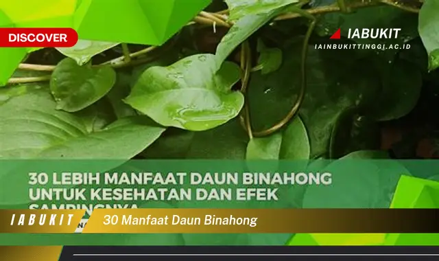 30 manfaat daun binahong