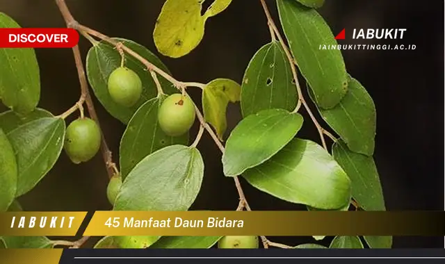 45 manfaat daun bidara